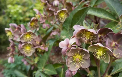 helleborus-hot-flash-1