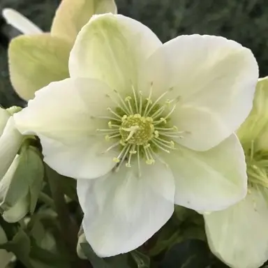 Helleborus 'Ice Breaker Pico' stunning white flower with a lime undertone.