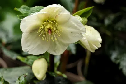 Helleborus 'Ice n Roses White' stunning cream-white flower and buds.