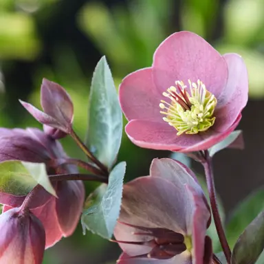 Helleborus 'Isabella's Charm' plant with stunning purple flowers.