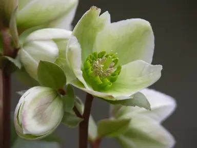 Helleborus 'Ivory Prince' stunning green flowers.