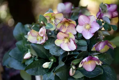 Helleborus 'Magico' plant with stunning pink and cream flowers above dark green foliage.