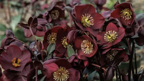 Helleborus 'Merlot' plant with masses of stunning, dark purple flowers.