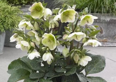 Helleborus Molly's White plants in flower.