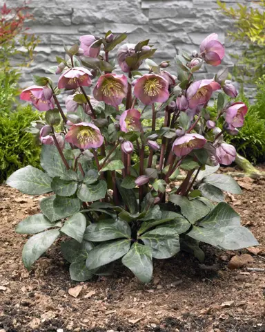 Helleborus Pennys Pink plants in flower.