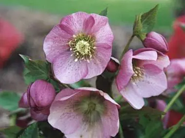 helleborus-pink-