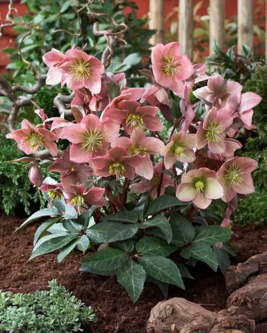 Helleborus Ruby Glow plants in flower.
