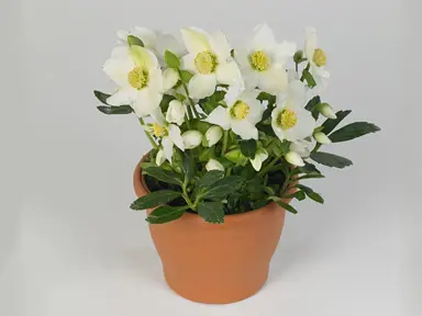 Helleborus Snow Crystals in flower in a pot.
