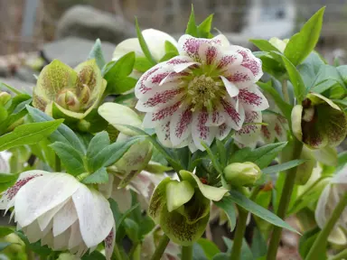 helleborus-spectrum-double-