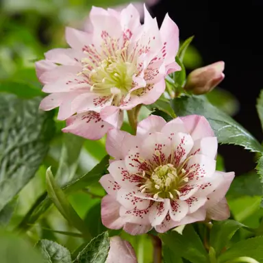 helleborus-spectrum-double-1