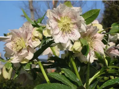 helleborus-spectrum-double-2