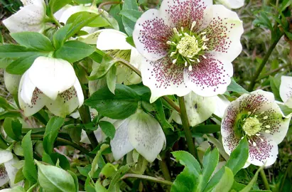 helleborus-white-lady-