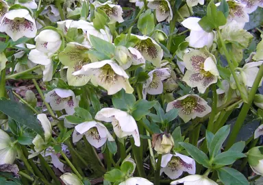 helleborus-white-lady-1