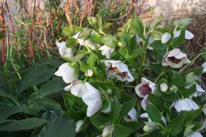 helleborus-white-lady-2