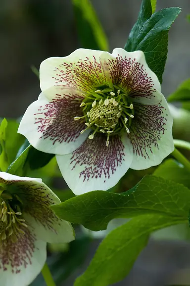 helleborus-white-lady-3