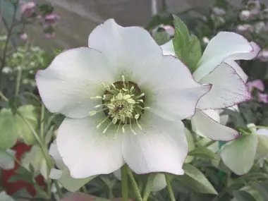 helleborus-white-picotee-