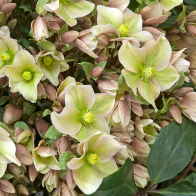 Helleborus Winter Sunshine plant in flower.