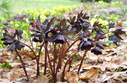 helleborus-dark-