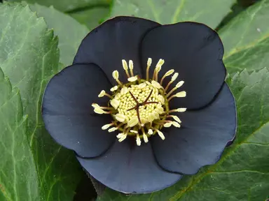 helleborus-dark-1