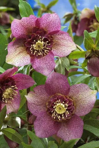 helleborus-tutu-