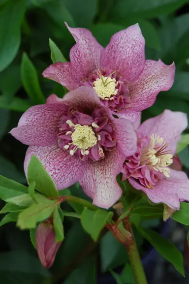 helleborus-tutu-1