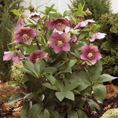 helleborus-tutu-3