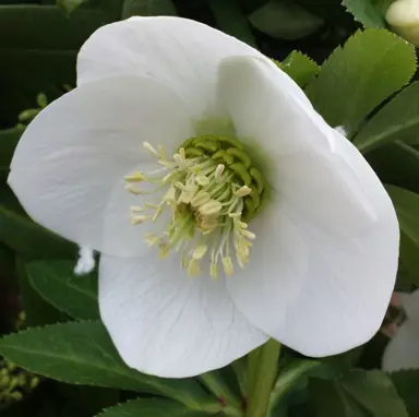 helleborus-white-2