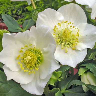 helleborus-white-magic-1