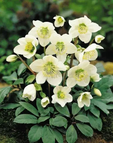 helleborus-white-magic-2