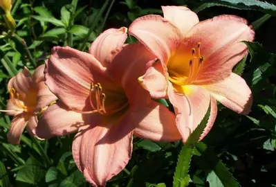 hemerocallis-anna-warner-1