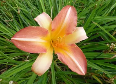 hemerocallis-anna-warner-2