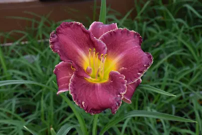Hemerocallis 'Bettylen' purple and yellow flower above lush, green foliage.