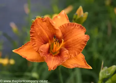 hemerocallis-chestnut-lane--1