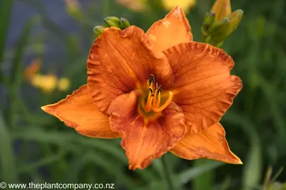 hemerocallis-chestnut-lane--2