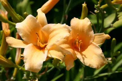 hemerocallis-curls-1