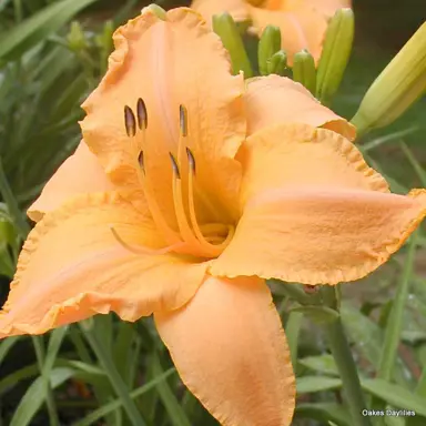 hemerocallis-curls-3