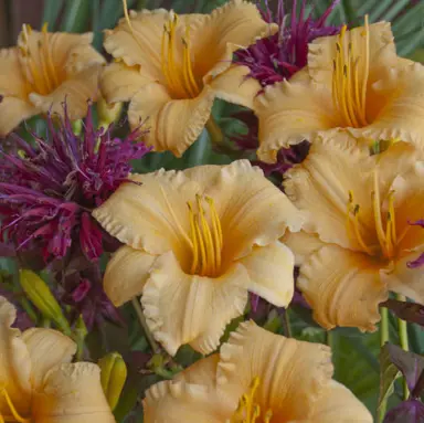 hemerocallis-curls-4