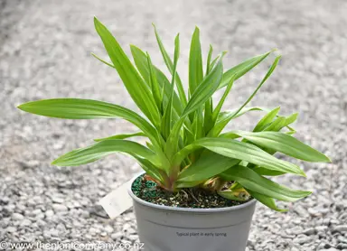 Hemerocallis 'Encore' plant for sale in early spring at The Plant Company nursery.