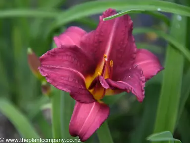 hemerocallis-fabulous-francesca--1