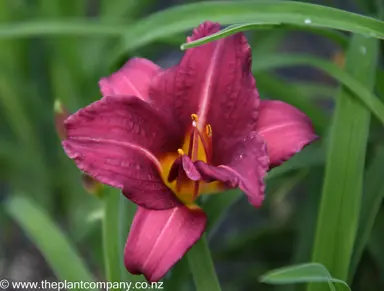 hemerocallis-fabulous-francesca--2