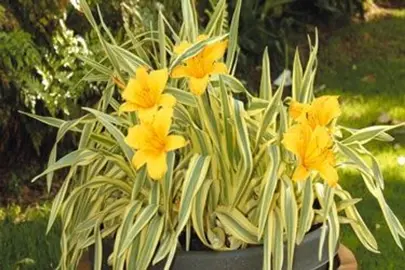 Hemerocallis 'Golden Zebra' plant with yellow flowers.