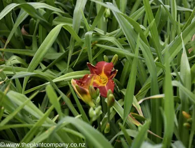 hemerocallis-kent's-favourite--1