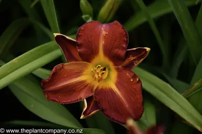 hemerocallis-kent's-favourite-