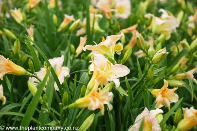 hemerocallis-lullaby-baby--1