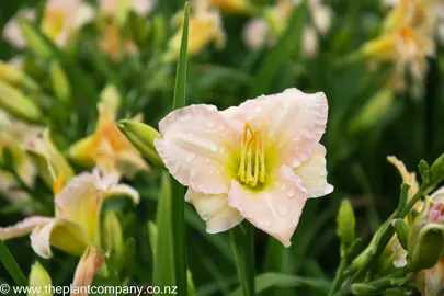 hemerocallis-lullaby-baby--2