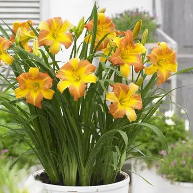 Hemerocallis 'Punch Yellow' plant with yellow flowers growing in a pot.