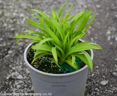 Hemerocallis 'Scarlet Orbit' plant for sale in early spring at The Plant Company nursery.