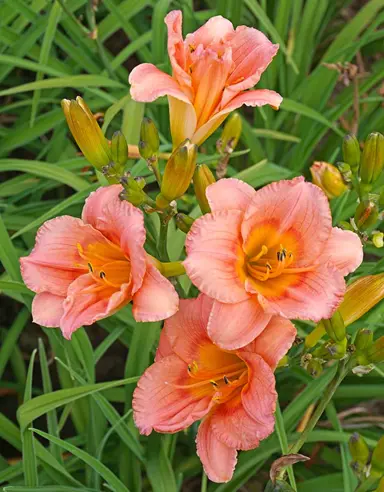 hemerocallis-siloam-little-girl-