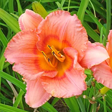 hemerocallis-siloam-little-girl-1