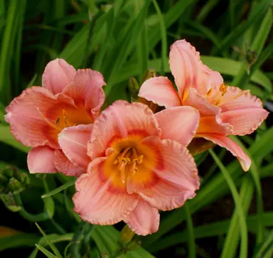 hemerocallis-siloam-little-girl-2